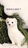 ferret 雪貂 的复数形式是什么