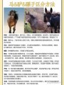 donkey 骡子 的复数形式是什么