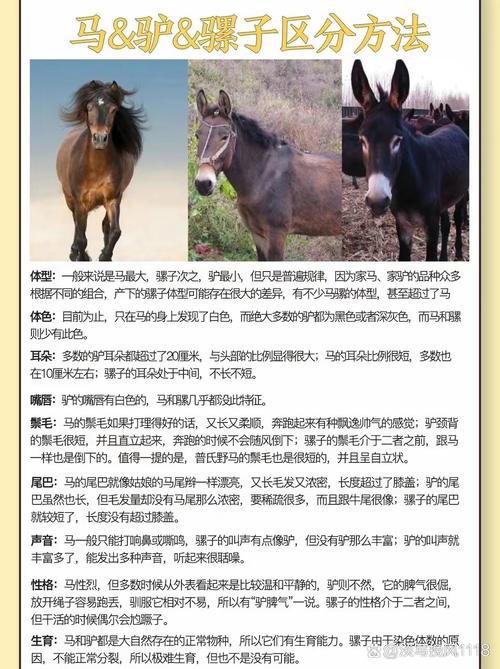 donkey 骡子 的复数形式是什么