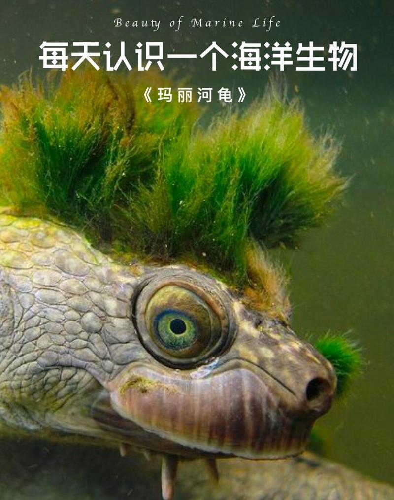 turtle 龟 的复数形式是什么