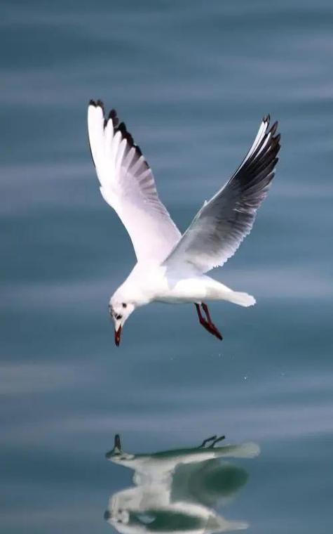 seagull 海鸥 的复数形式是什么