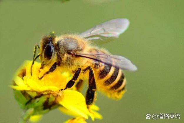 bee 蜜蜂 的复数形式是什么