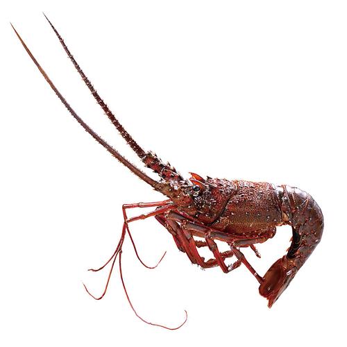 lobster 龙虾 的复数形式是什么