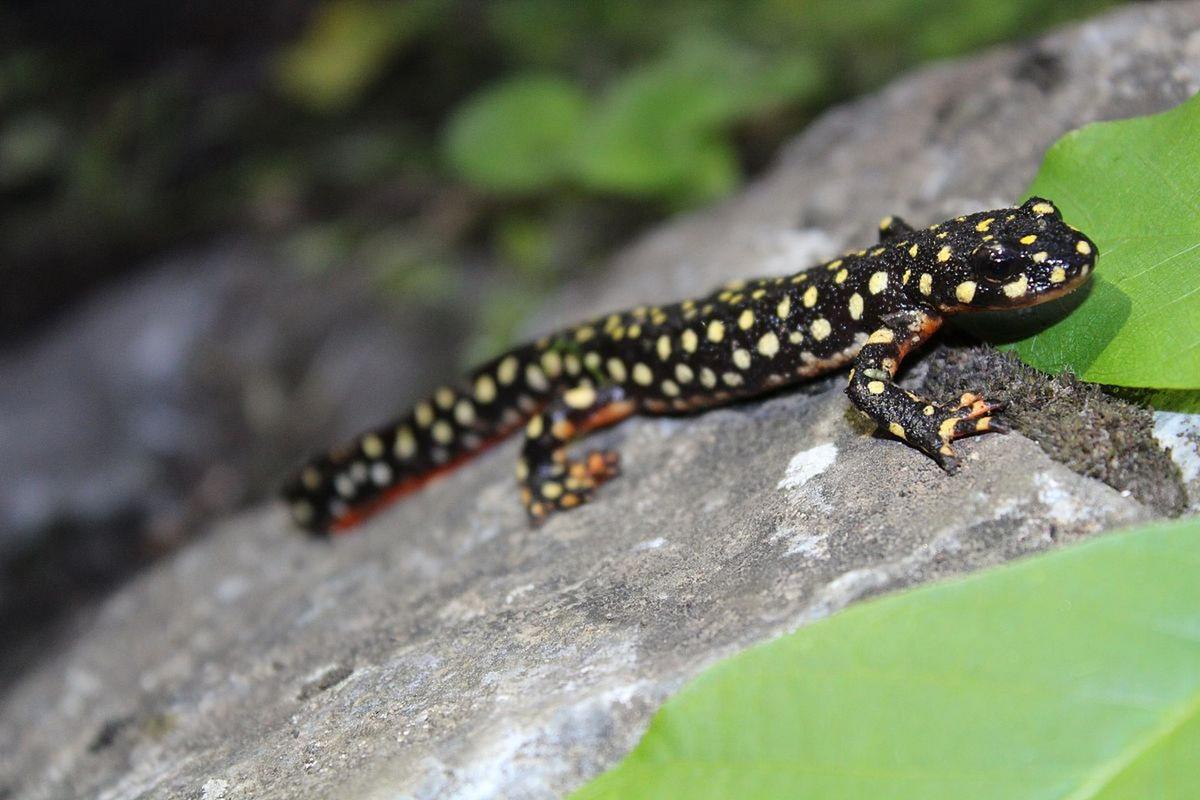 salamander 蝾螈 的复数形式是什么