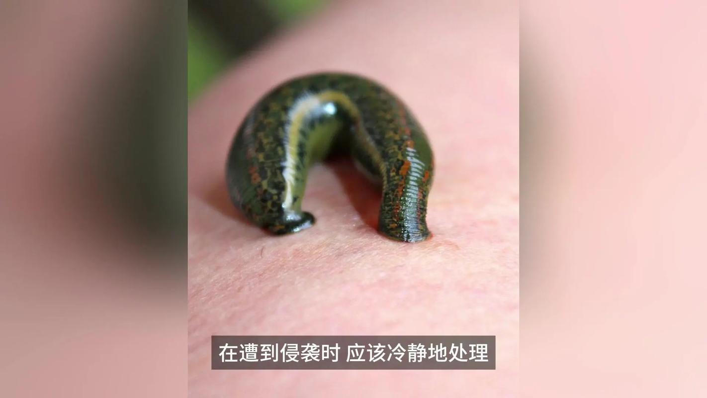 locust 蝗虫 的复数形式是什么