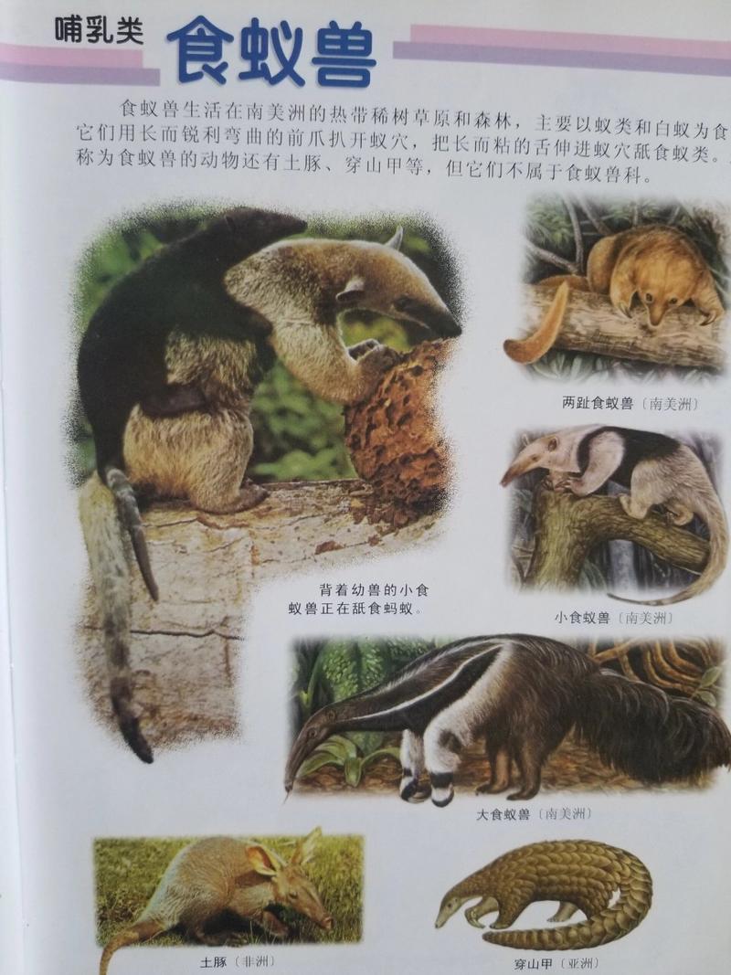 anteater 食蚁兽 的复数形式是什么