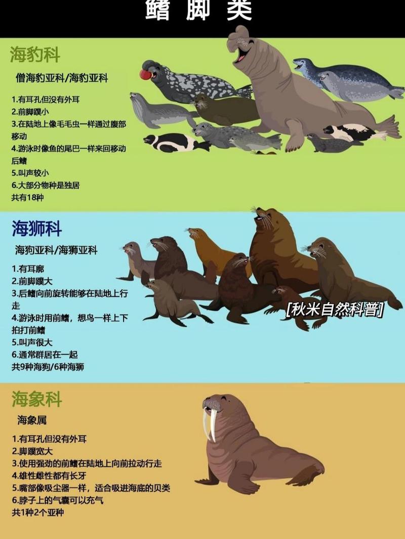 elephant seal 巨型海豹 的复数形式是什么