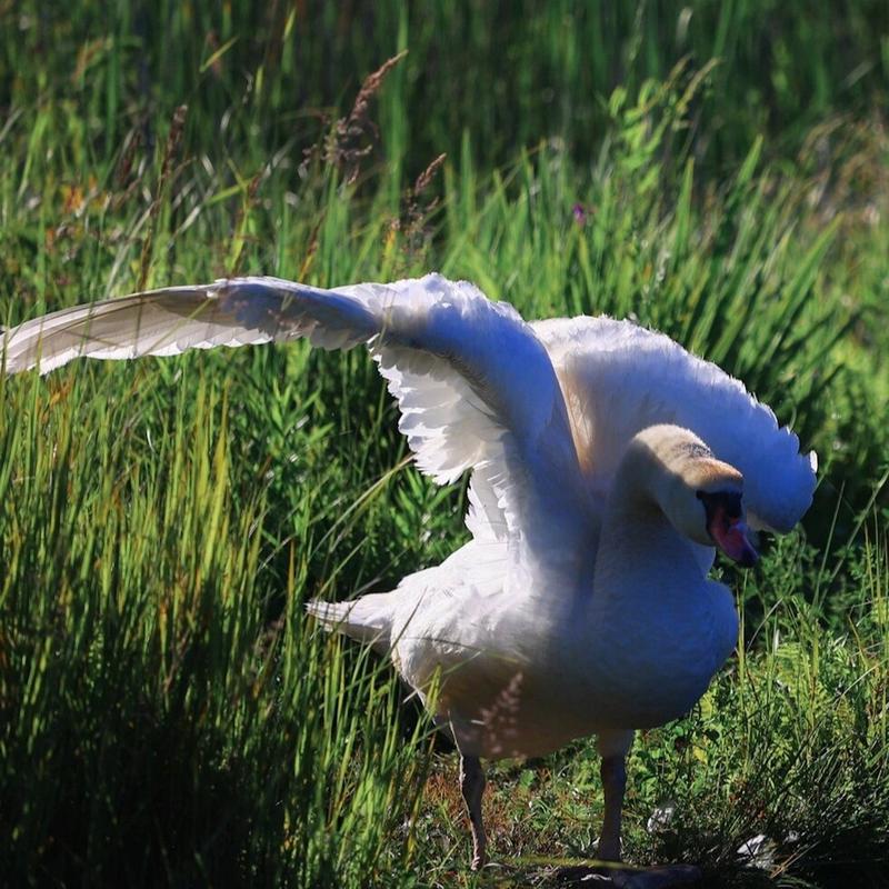 swan 天鹅 的复数形式是什么