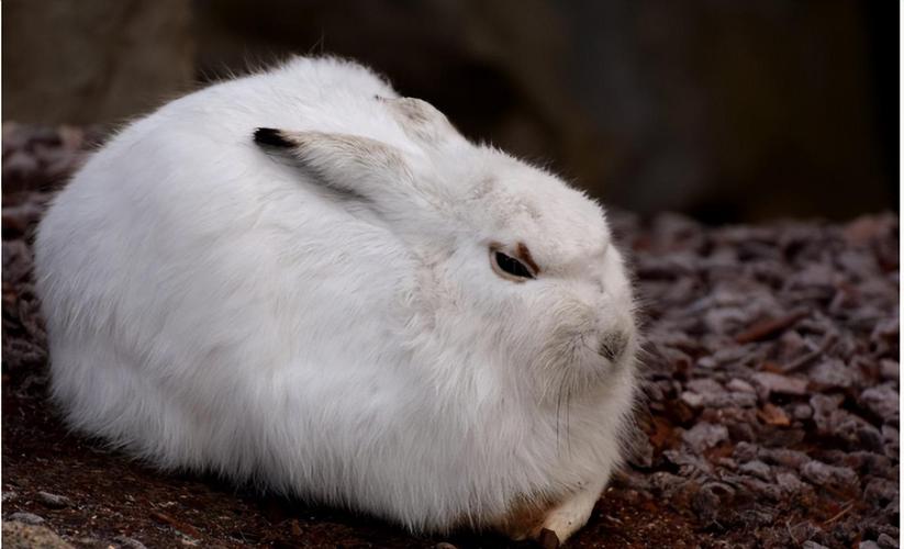 jackrabbit 野兔 的复数形式是什么