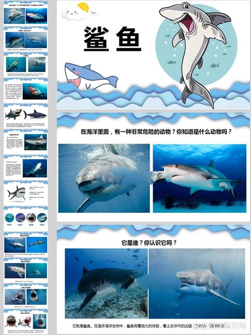 shark 鲨鱼 的复数形式是什么