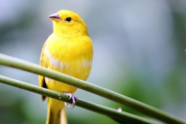 canary 金丝雀 的复数形式是什么