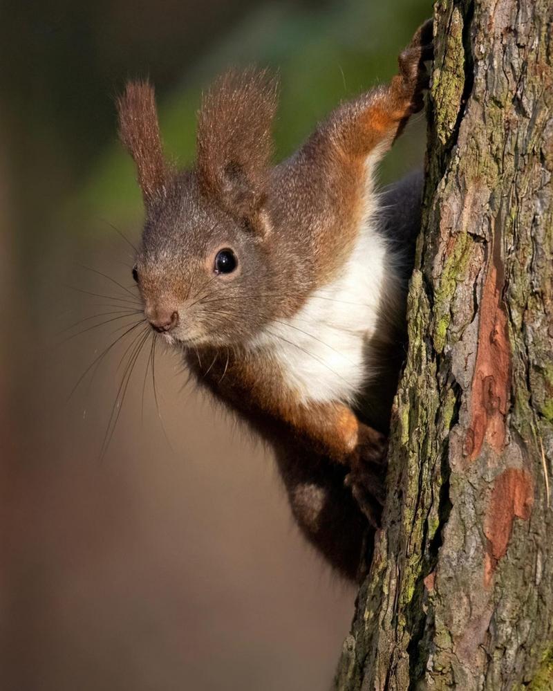 squirrel 松鼠 的复数形式是什么