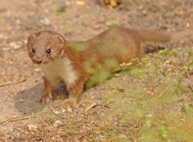 weasel 黄鼠狼 的复数形式是什么