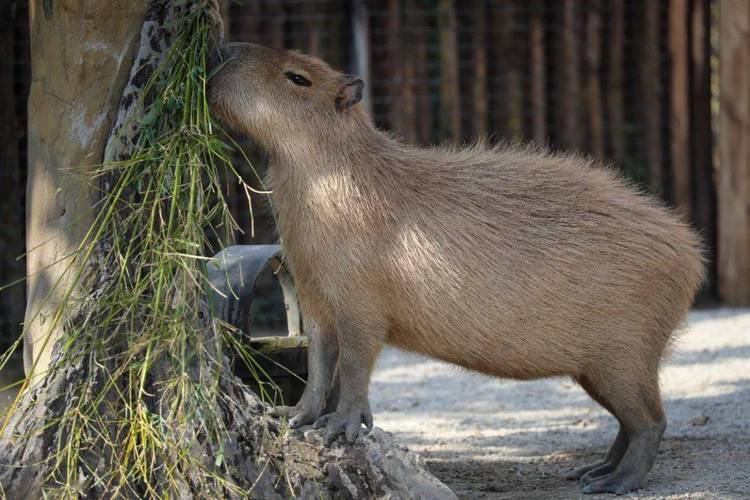 woodchuck 啮齿动物 的复数形式是什么