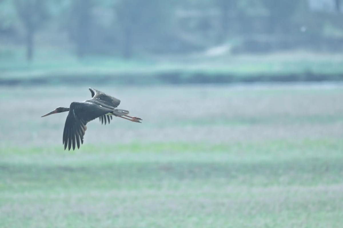 stork 鹳 的复数形式是什么