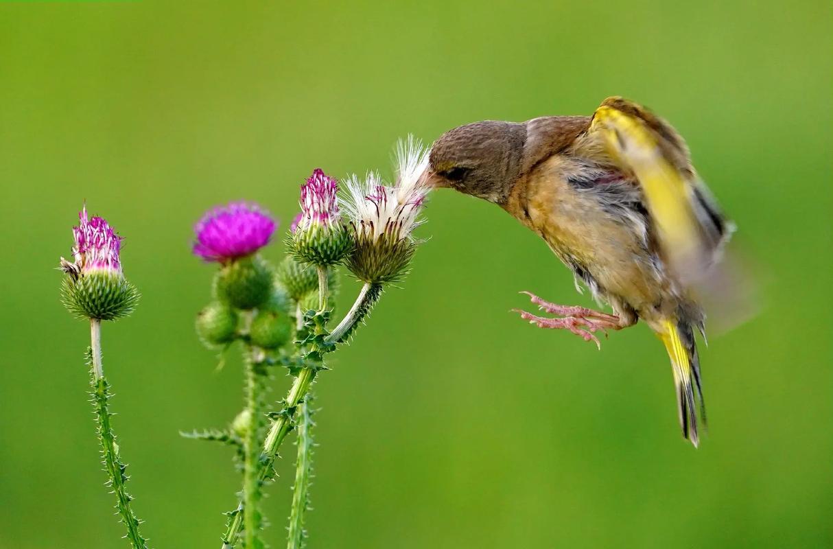 goldfinch 金翅雀 的复数形式是什么