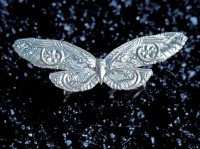 cicada 蝉 的复数形式是什么